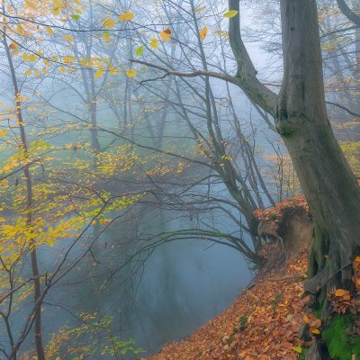 Forest Above Odra River