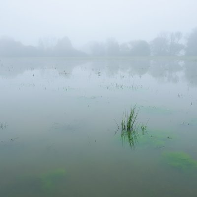 Algae in the Flooded Meadows