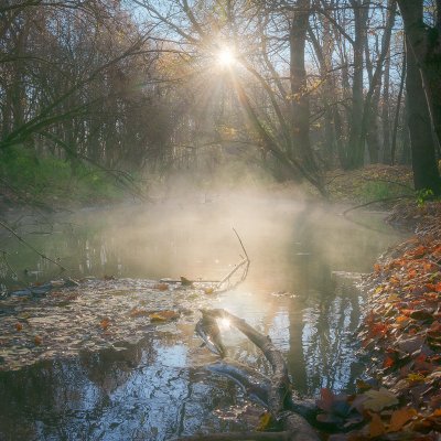 Southmoravian Floodplain Forest