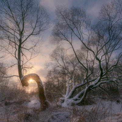 Willows in Winter