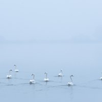 Swans in Mist