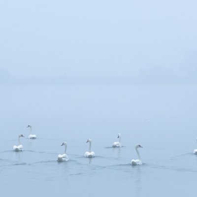 Swans in Mist