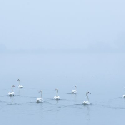 Swans in Mist