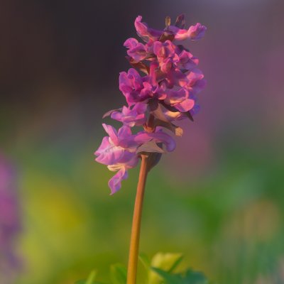 Corydalis Cava