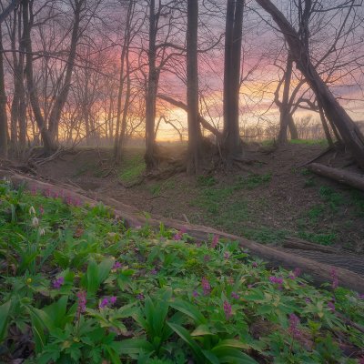 Sunset in Forest