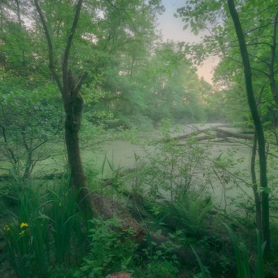 Swamps at Morava River