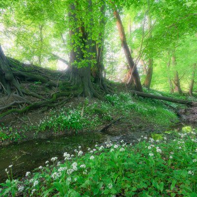 Floodplain Old-Growth Forest