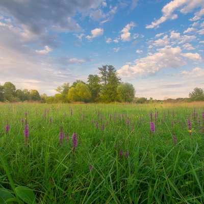 Summer Meadows