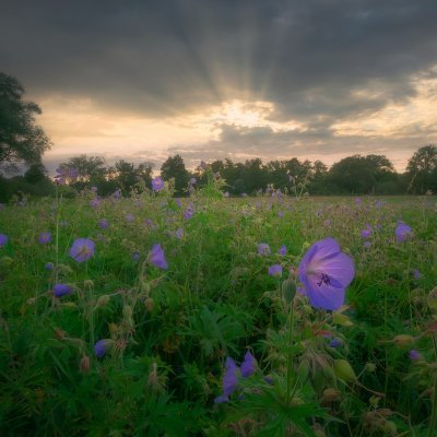 Meadow Cranesbill