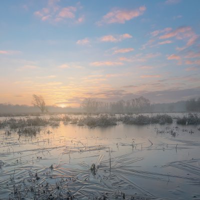 Frozen Flooded Meadows