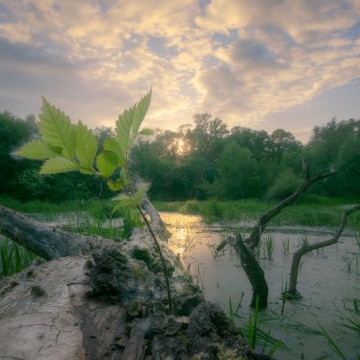 Moravian Floodplain