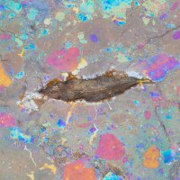 Rozklad listů ve vodě