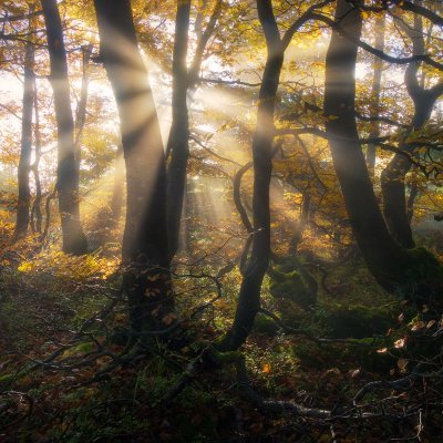 Old Carpathian Forest