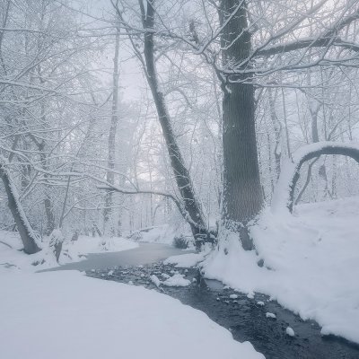 Forest under Fresh Snow