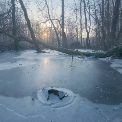 Ice in Forest