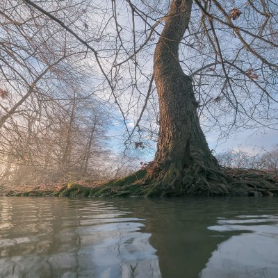 Strom u vody
