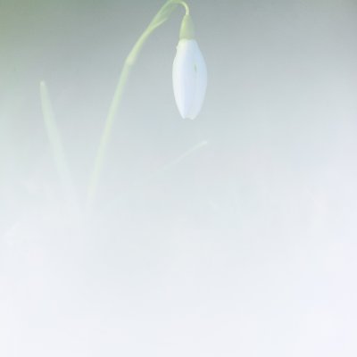 Snowdrop