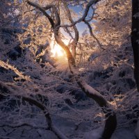 Stromy zamrzlé v tanci