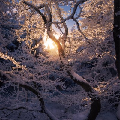 Stromy zamrzlé v tanci
