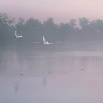 Swans in Flight