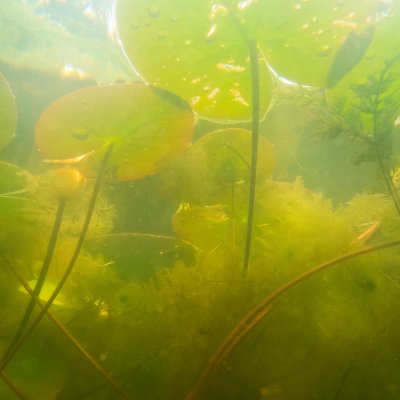 Forest of Water Lilies