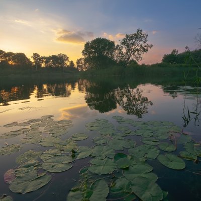 Lake with Waterlilies