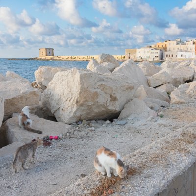 Cats of Trapani