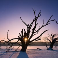 Torsos of Dead Trees