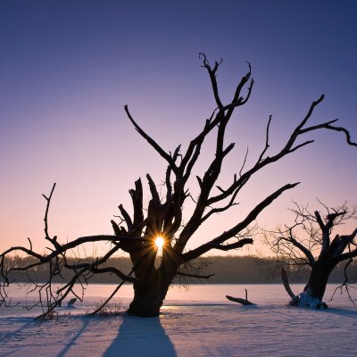 Torsos of Dead Trees