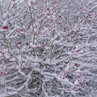 Berries under the Snow