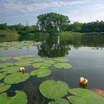 Blooming Water Lilies