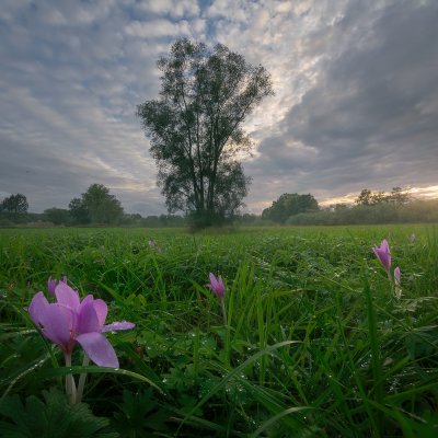 Crocuses in Odra Basin