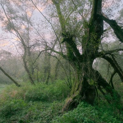 Stará vrba v lese