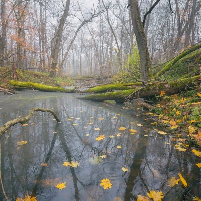 Pond in Forest