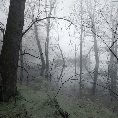 Swamp in Mist