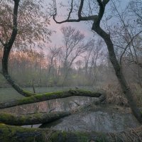 Swamps of South Moravia