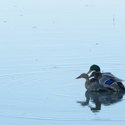 Duck Mating