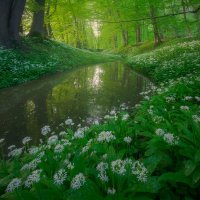 Wild Garlic in Full Bloom