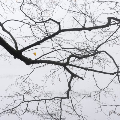 Branch in Mist
