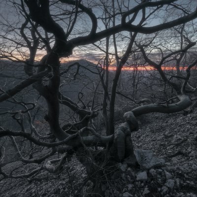 Tangle of Trees