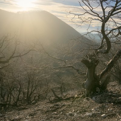 Old Trees in Sun