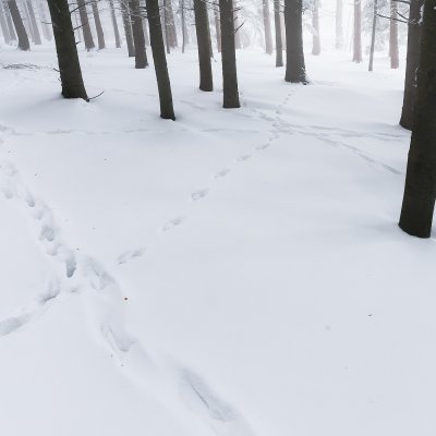 Animal Tracks in Forest