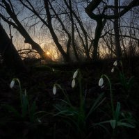 Snowdrops at the Edge of Forest