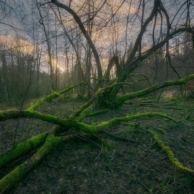 Willows with Moss