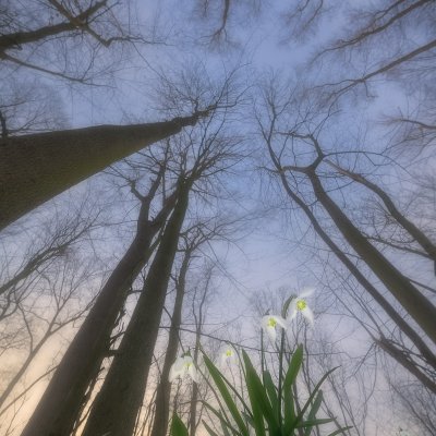 Snowdrops in Forest