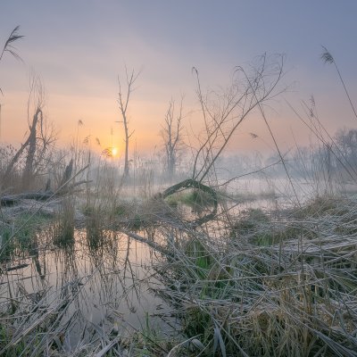 Morning in the Reeds