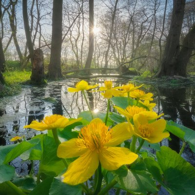 Marsh Marigold in Elbe Floodplains