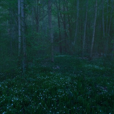 Forest in Night