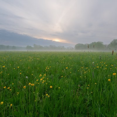 Žlutá