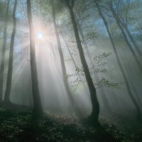 Aura v lese